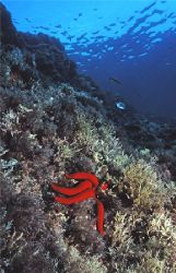 Red Starfish, Reqqa Point, Gozo. Eos 5 with 24mm + single... by James Garland 